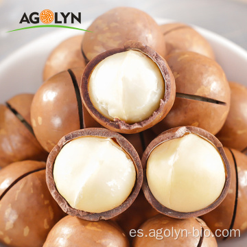 Nueces de macadamia asadas de gran tamaño en cáscara